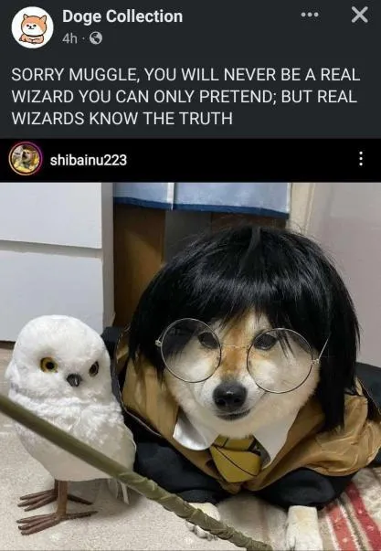 Real Wizard Dog and Owl