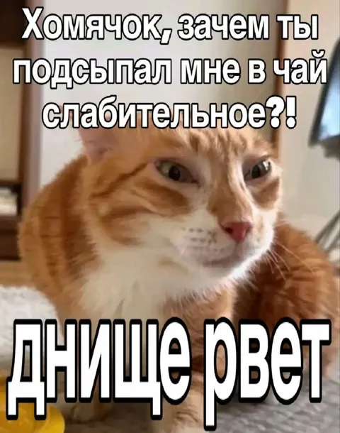 Хомяк подсыпал слабительное коту
