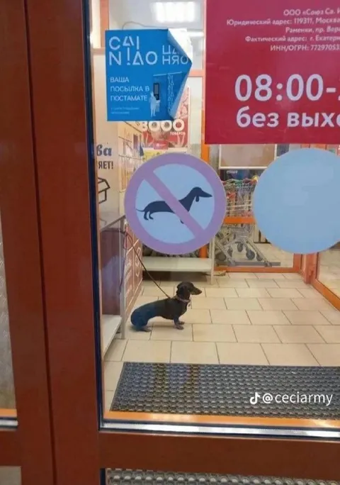 Собака нарушает запрет на вход