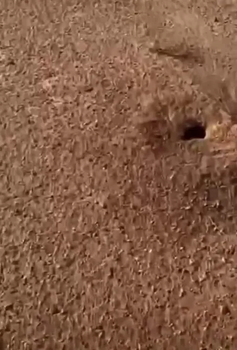 السحلية تهرب إلى جحرها