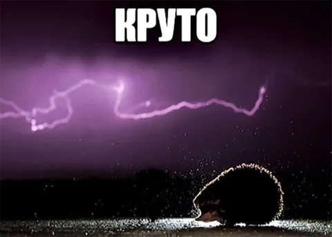 Круто и ёжик