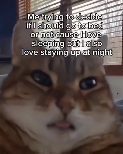 Cat Debates Going to Bed
