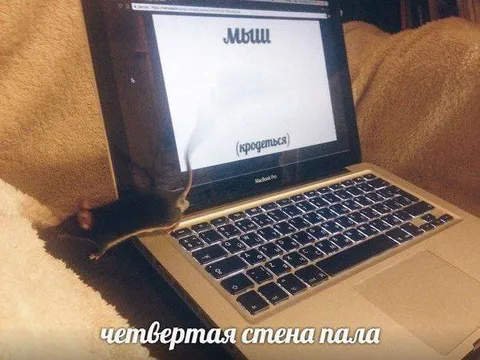 Мышь рождается на экране