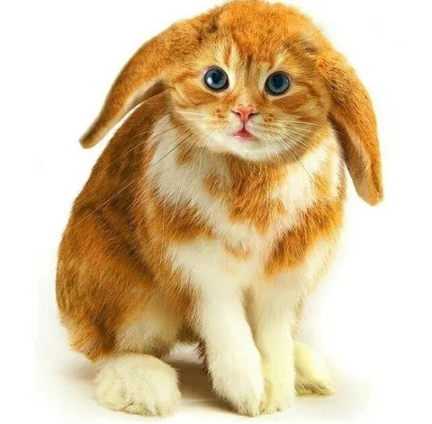 Рыжий кот с ушами кролика
