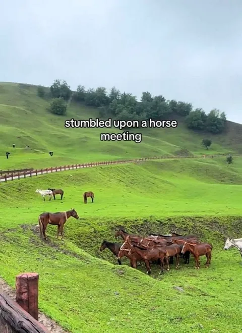 Stumbled Upon a Horse Meeting