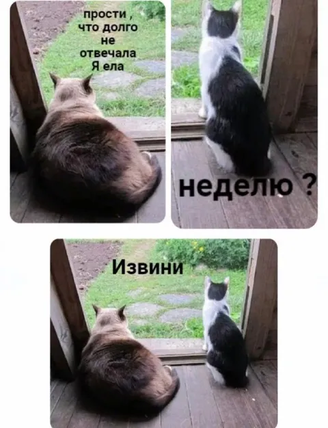 Кошка не отвечала неделю
