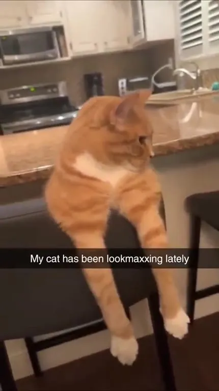 Cat Has Been Lookmaxxing Lately
