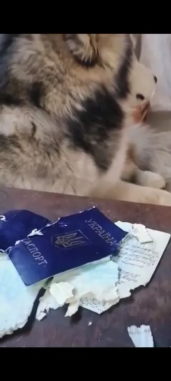 Челси, у меня другой паспорт