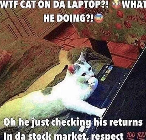 Cat Checking Stock Returns