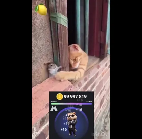 Кот фармит очки на мышке