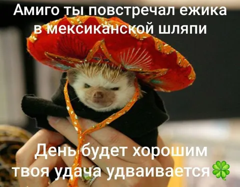 Ежик в мексиканской шляпе