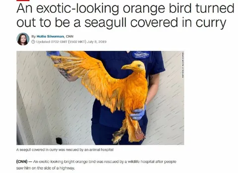 Seagull Covered in Curry