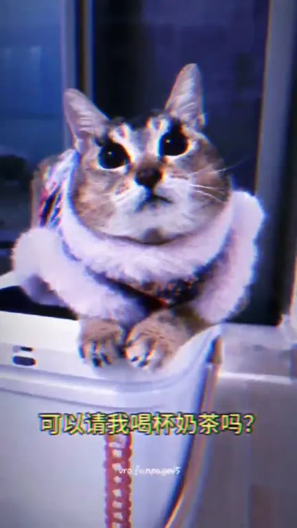 猫咪突然开始报复