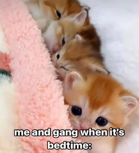 Котята перед сном