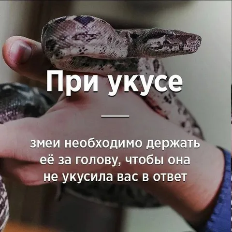 Как держать змею при укусе