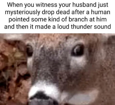 Confused squirrel witnesses a gunshot
