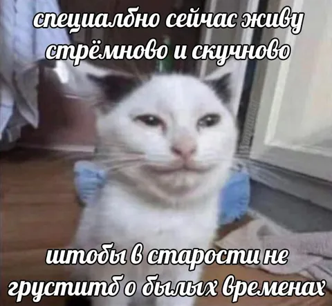Кот о скучной жизни