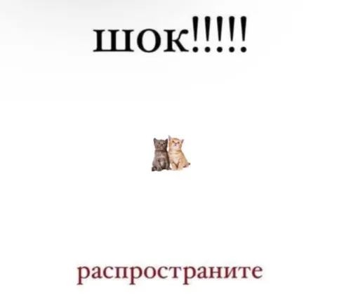 Шокирующие котята