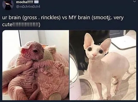 Gross Brain vs Cute Brain