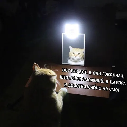 Кот действительно не смог
