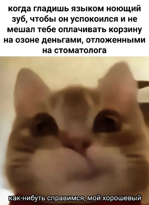 Кот откладывает деньги на стоматолога