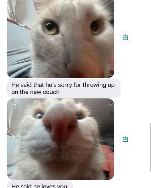 Cat Says He Loves You