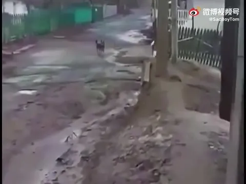 Собаки идут разбираться