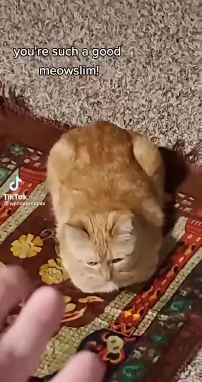 Cat Praying on the Prayer Rug