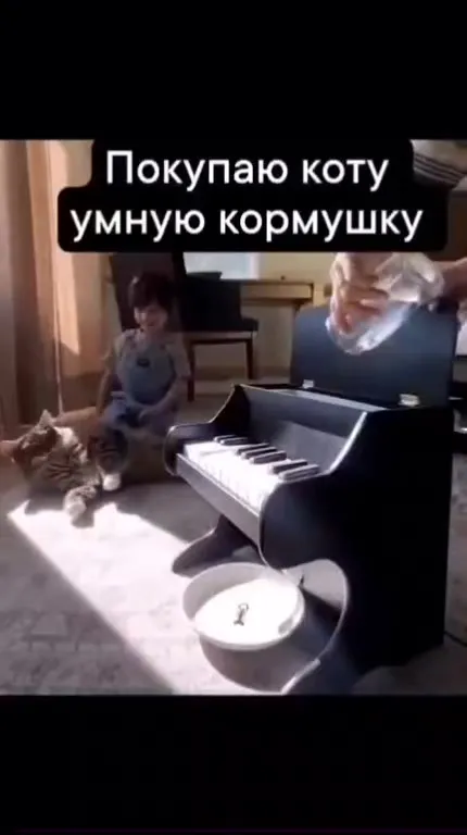 Кот играет на пианино ночью