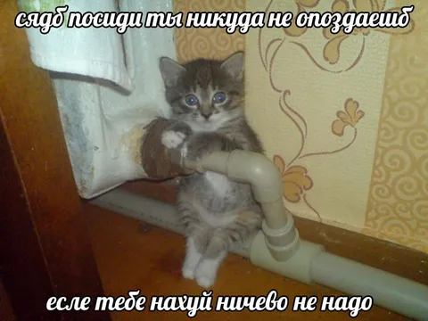 Кот на трубе и опоздание