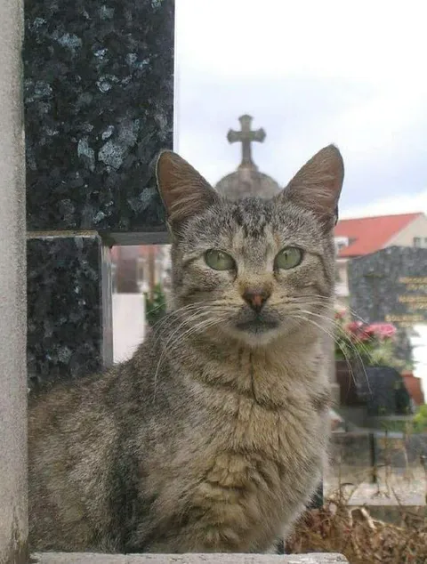 Кот с кладбища