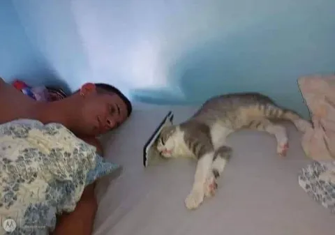 Кот спит рядом с хозяином