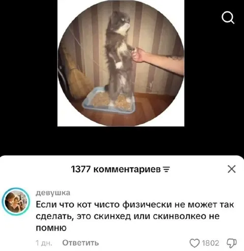 Кот физически не может так сделать
