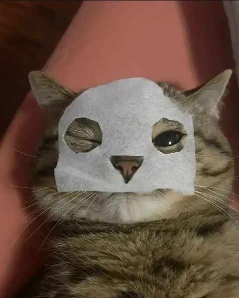 Cat Wearing a Paper Mask