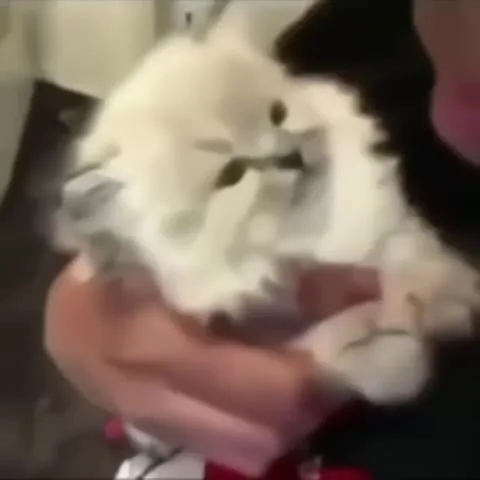 Персидский кот посылает нахуй
