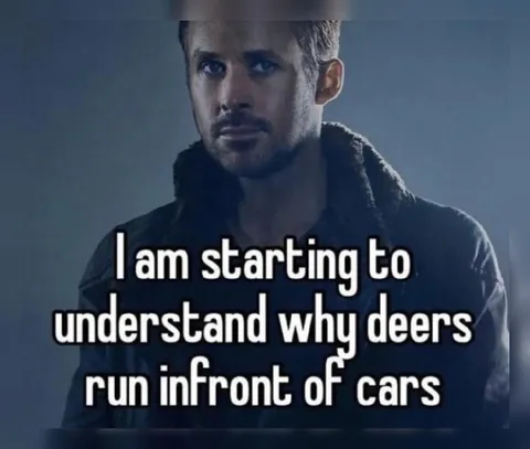 Starting to Understand Deer