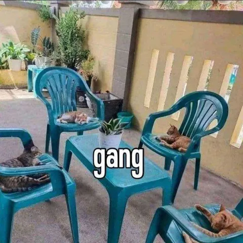 Cat Gang on Plastic Chairs