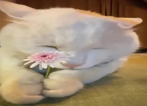 Котик с ромашкой