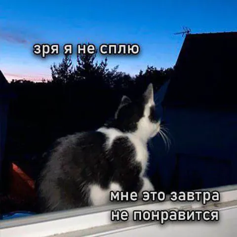 Кот не спит перед завтра
