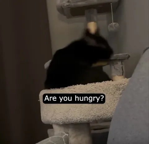 Are You Hungry, Black Cat?