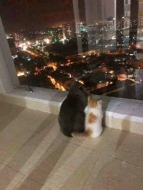 Котики смотрят на ночной город