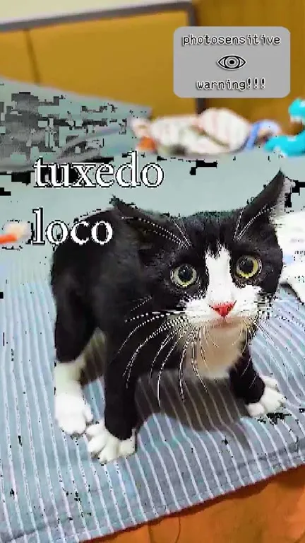 Tuxedo Loco Cat Multiplication