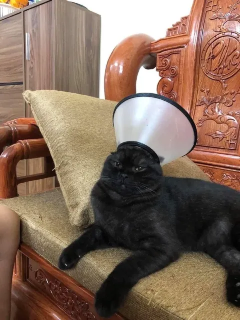 Кот в защитном воротнике