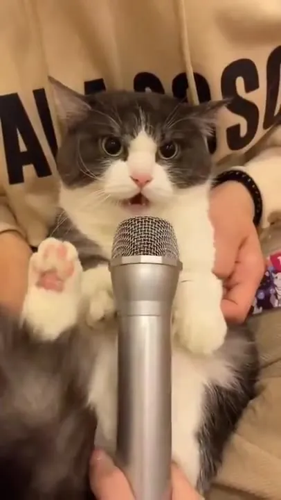 Кот орёт в микрофон