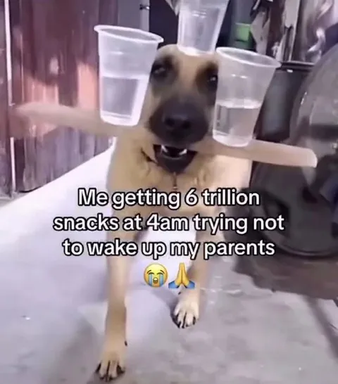 Dog Carrying Snacks at 4 AM