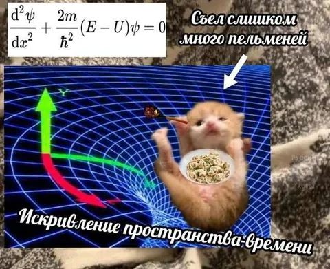 Кот съел слишком много пельменей