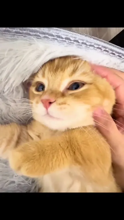 Котик тает от ласки