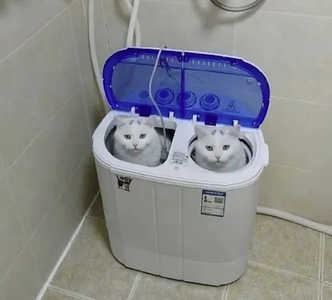 Коты в стиральной машине