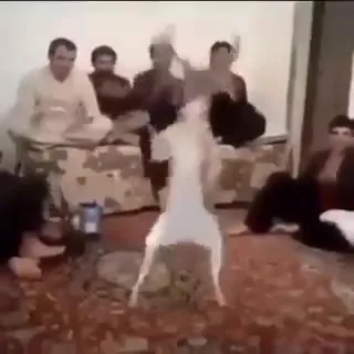Танцующий кот перед зрителями