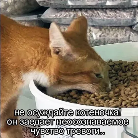 Котёнок заедает тревогу